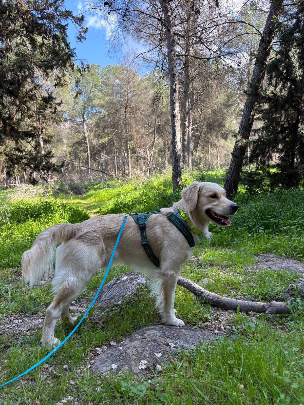Altivo, golden retriever, con arnés durante un paseo por el bosque